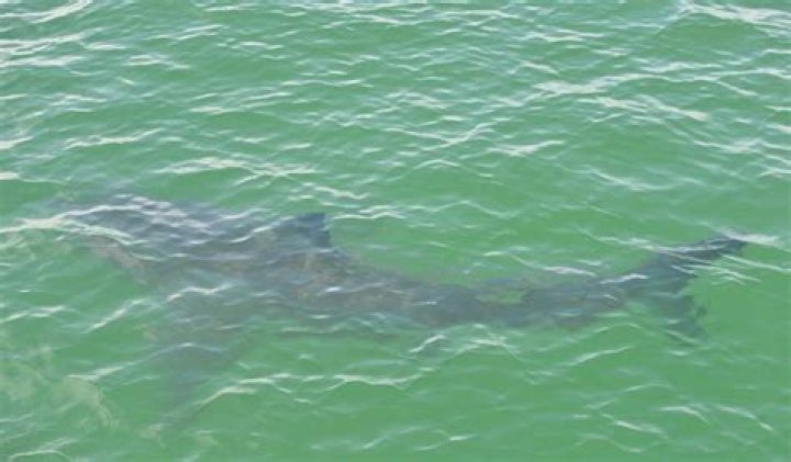 All About Shark Attacks In Hilton Head: What You Need To Know