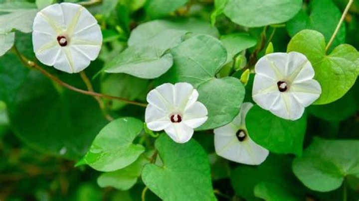 Ashanti's Age: A Comprehensive Guide