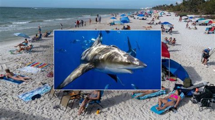 Beware: Hilton Head Island's Shark Attacks