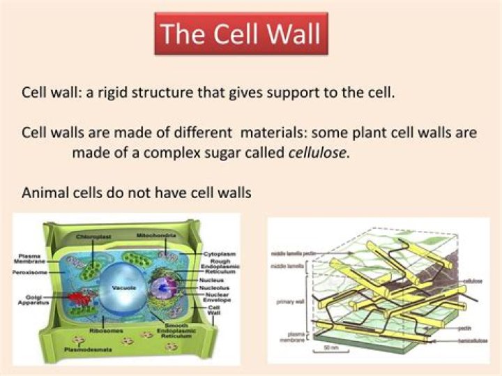 Do Animals Have Cell Walls? Uncover The Truth