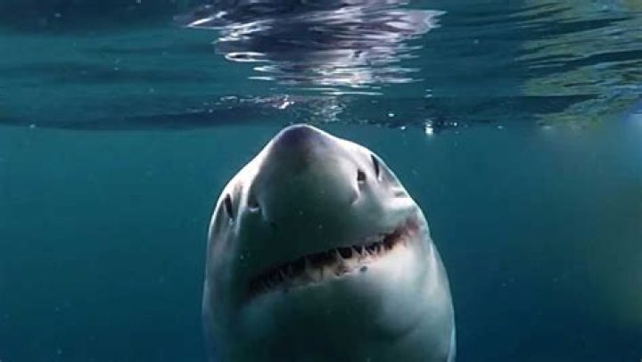 Hilton Head Shark Attacks 2024: What You Need To Know