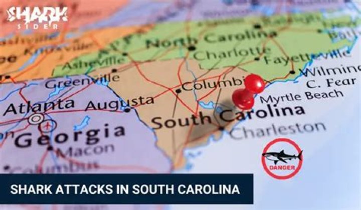 Hilton Head Shark Attacks In South Carolina: A Comprehensive Guide