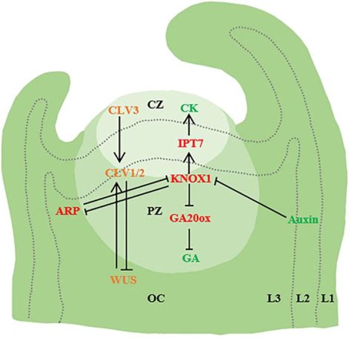 Trevor Noah's Love Life: An In-Depth Look At His Past And Present Relationships