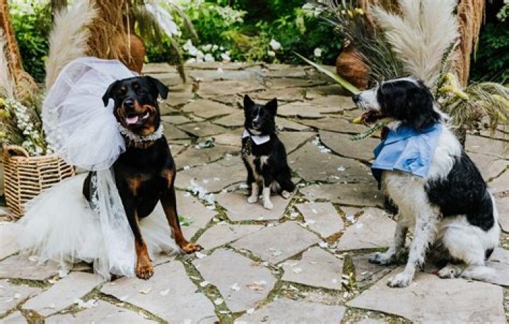 Uncovering Waylon Jennings' Marital History: How Many Times Did He Tie The Knot?